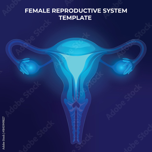 Glowing blue Female reproductive system, including the uterus, fallopian tubes, and ovaries. Gynecology, medical study, human anatomy. Vector illustration of the anatomy of the woman human. X-ray