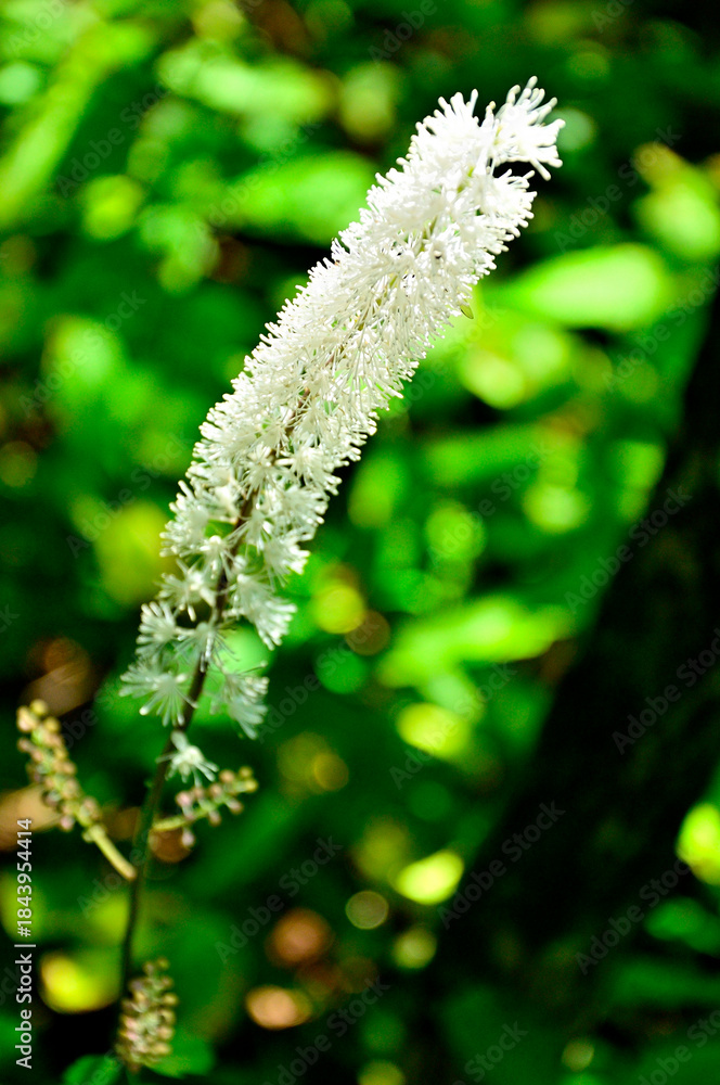 Fototapeta premium 道志山塊の杓子山 サラシナショウマ