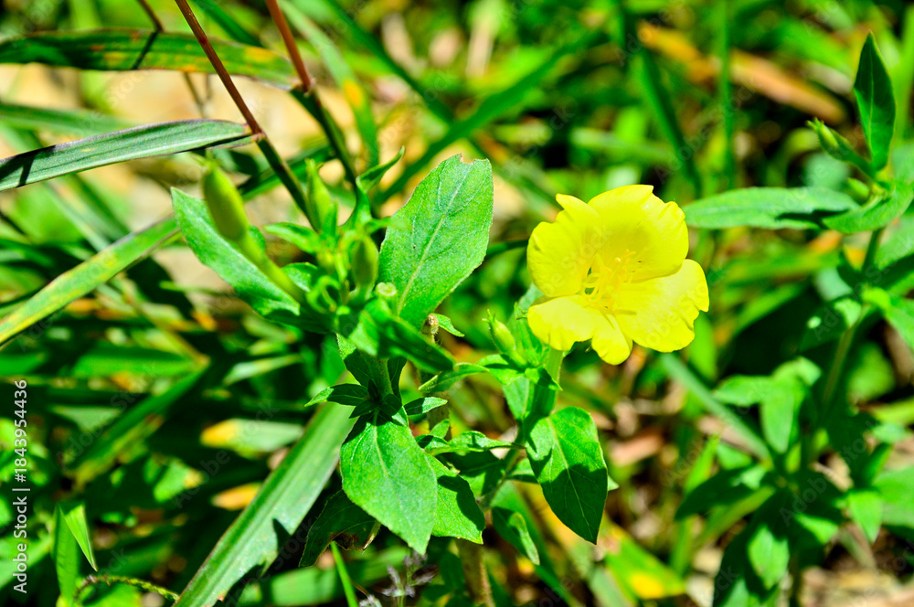 Obraz premium 道志山塊の高座山 メマツヨイグサ 