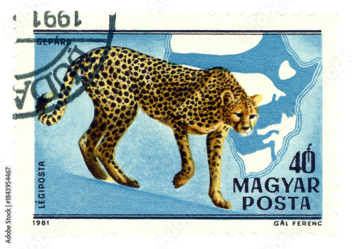 Postage stamp.  Cheetahs.