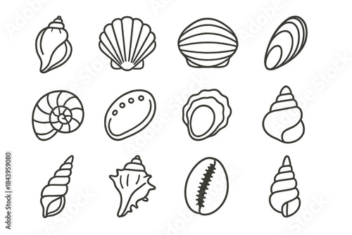 Shell Collection Icons. Line style icons of shell collections: conch, scallop, clam, mussel; nautilus, abalone, oyster, top shell;