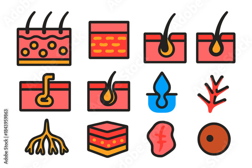 Vibrant Skin Icons. Flat vector icons of Historical Skin Diagrams: cross-section of skin, epidermis, dermis, hair follicle, sweat