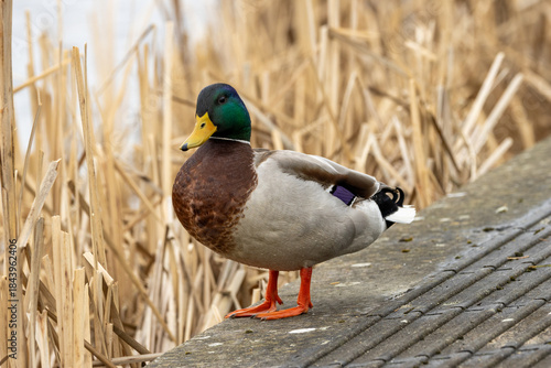 Photography Mallard (Anas platyrhynchos) - Common on lakes rivers and ponds across Europe