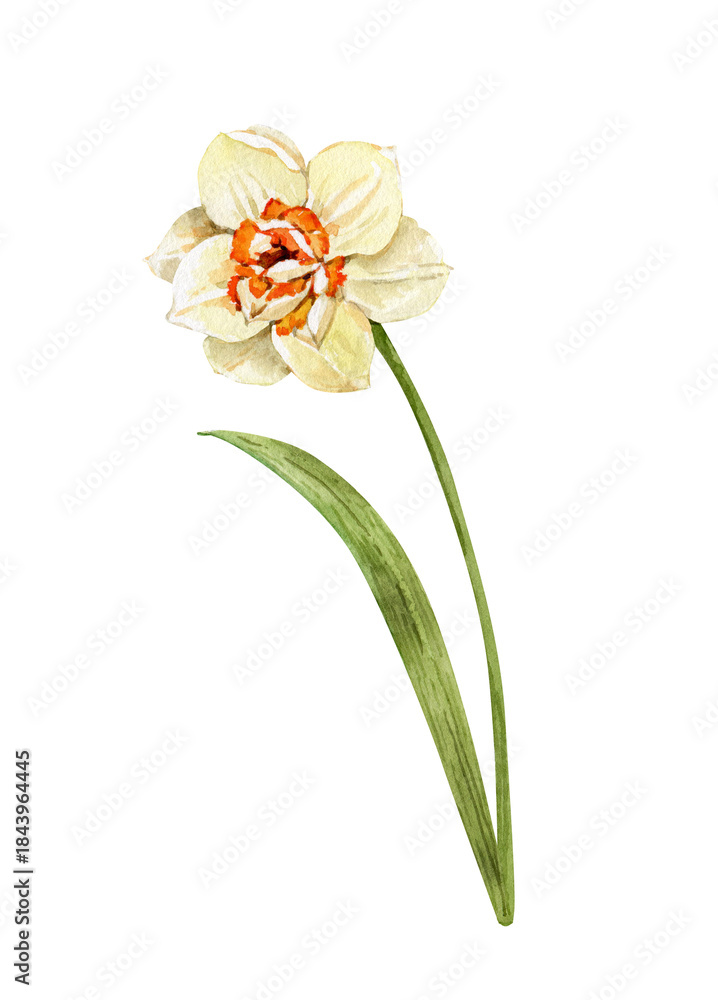 Obraz premium Watercolor painting of a yellow daffodil with leaves. Hand-drawn botanical illustration for card embellishment and spring design.