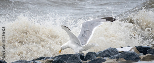 Eine Silbermöwe ist am Ufer der stürmischen Nordsee auf der Jagd nach Futter