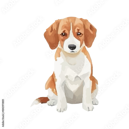 A cute jack russell terrier and beagle puppy sitting on a white background