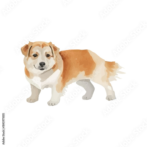 Cute beagle puppy on a white background