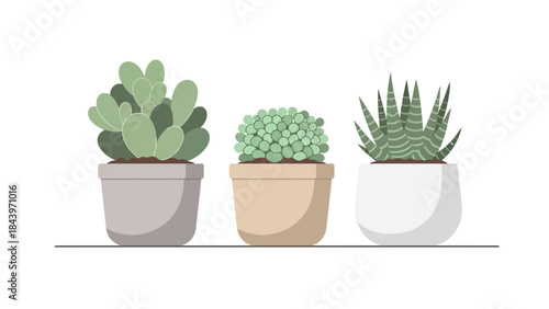 Trio of potted succulents on display