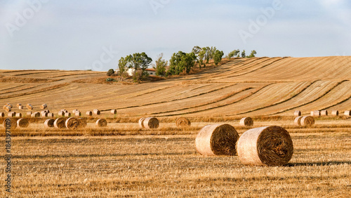 Panoramic rural landscape featuring round hay bales scattered across a harvested wheat field, with rolling hills and a farmhouse in the background under a clear blue sky. 