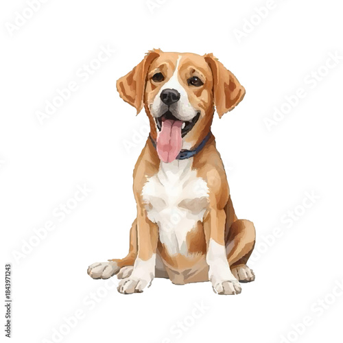 Cute beagle puppy sitting on white background isolated studio portrait