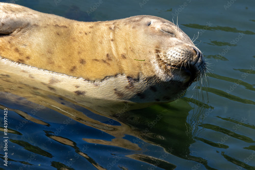 Fototapeta premium Seal sleeping in the water
