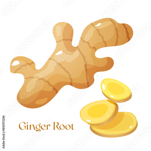 Vector Illustration of Cartoon Ginger Roots and Ginger Slices Isolated on White Background – Healthy Food, Herbal Ingredient Illustration for Packaging, Wellness, Organic Products, Tea Design etc.