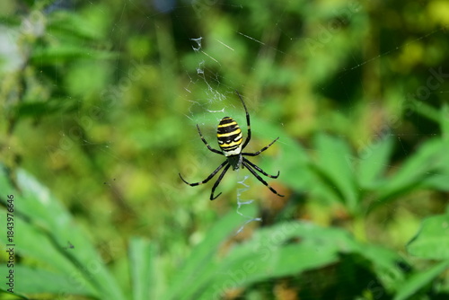 Wasp spider on web