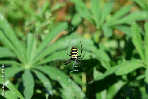 Argiope bruennichi