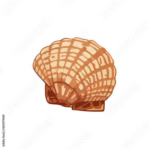 cartoon vector design. Sea shell cartoon