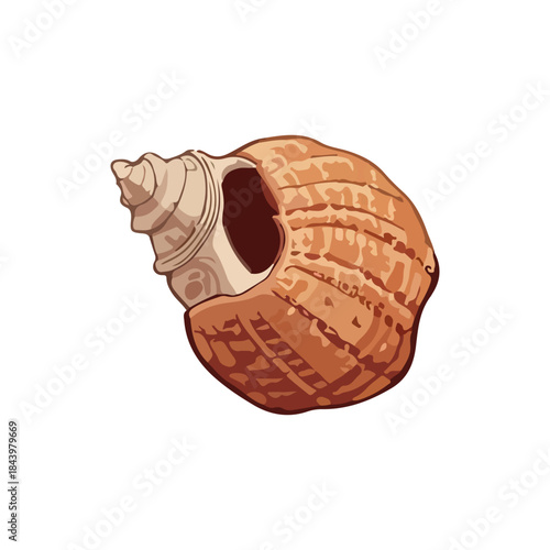 starfish, shell, seashell vector illustrations
