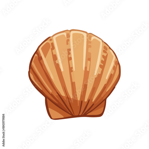 popular Tropical beach shells. vector element
