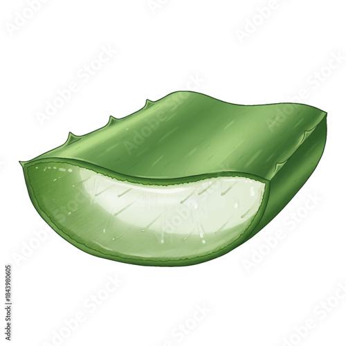 Crosssection illustration of a thick green Aloe Vera leaf segment showing clear gel