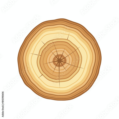 Crosssection illustration of tree trunk with visible annual growth rings and rays