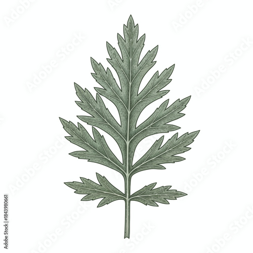 Detailed botanical illustration of a deeply lobed grayishgreen plant leaf on white