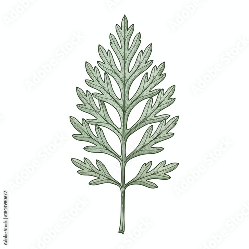 Detailed illustration of a pinnately lobed silverygreen leaf on a white background