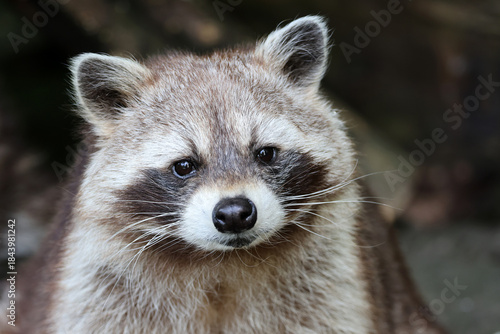 portrait of a raccoon ( cycycycylodes ) close up