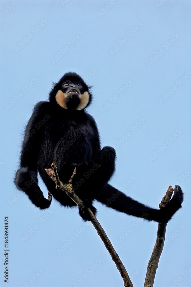 Fototapeta premium Yellow-cheeked gibbon (Nomascus gabriellae), also called the golden-cheeked gibbon on tree branch