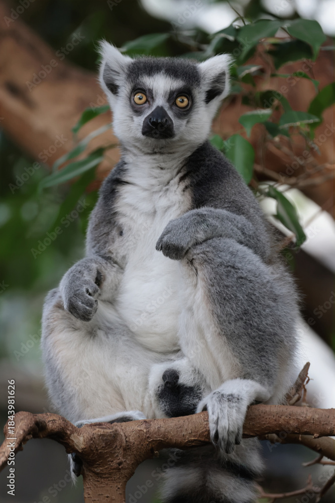 Fototapeta premium close up of an Ring-tailed lemur (Lemur Catta) close up