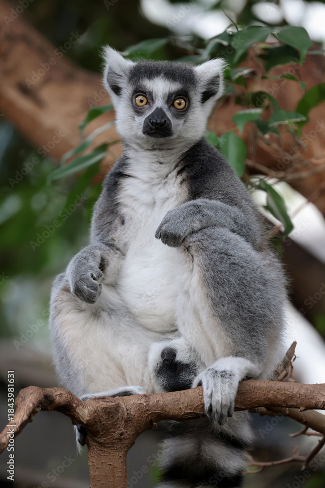Fototapeta premium close up of an Ring-tailed lemur (Lemur Catta) close up