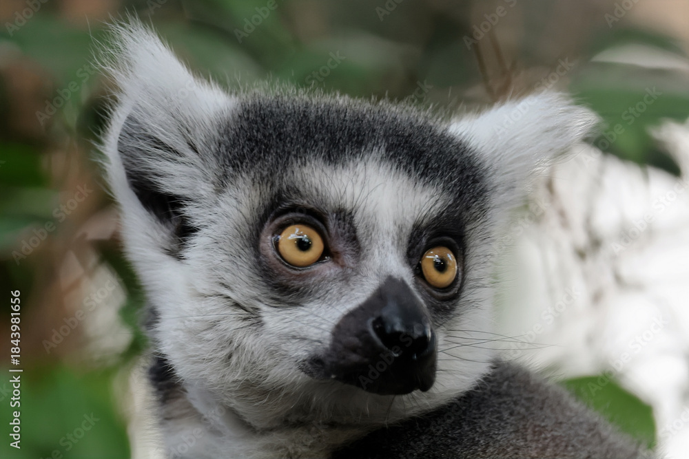 Fototapeta premium close up of an Ring-tailed lemur (Lemur Catta) close up
