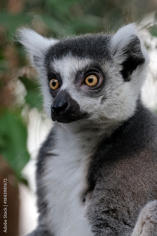 Fototapeta premium close up of an Ring-tailed lemur (Lemur Catta) close up