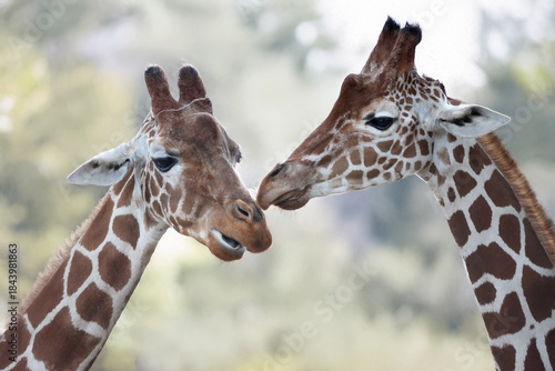 Canvas Print A couple reticulated giraffes (Giraffa reticulata)