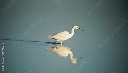 Quadro su tela Aigrette neigeuse en train de chasser