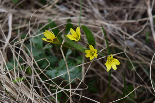 Gagea spring flowers close up