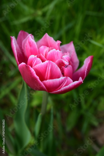 Double Columbus tulip 