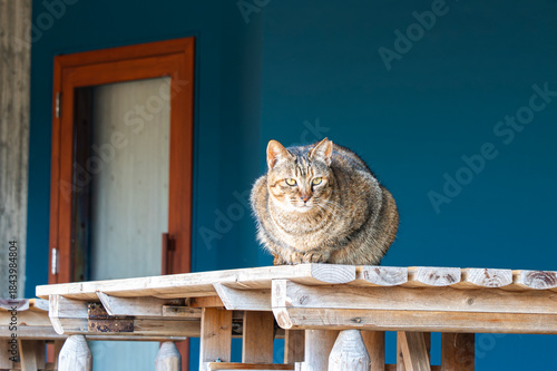 cat on the wooden table 