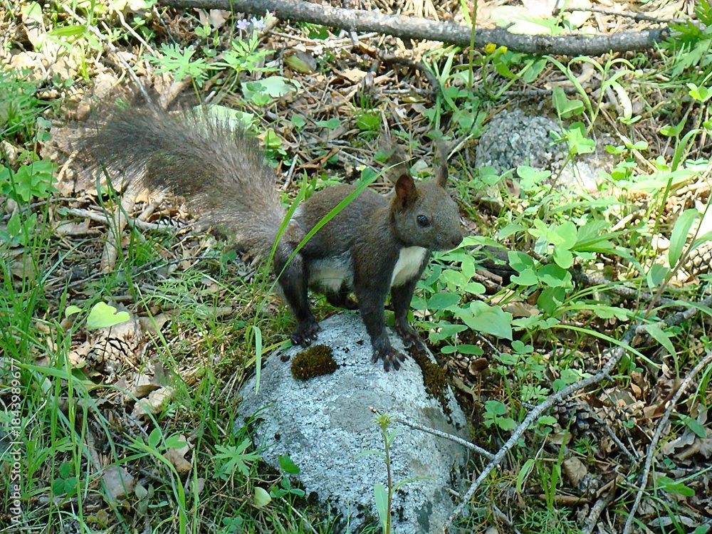 Obraz premium One small grey squirrel from Olkhon Island, with a fluffy tail, sits on a grey stone and cracks nuts.
