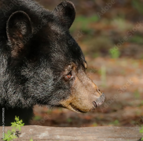 Majestic Regal Black Bear Elder Old Lady with Soulful Eyes 
