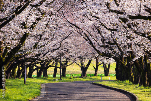 Tableau sur toile 日本の風景・春　埼玉県川越市　桜の名所　川越水上公園
