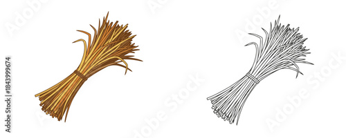 Vector illustration of a bound sheaf or bundle of dried straw or hay in two styles a colored version with brown and yellow tones and a black and white outline drawing