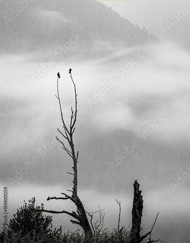 Black and white minimalist foggy mountain landscape with lone dead tree silhouette and two birds in misty wilderness serene moody fine art nature photography of solitude and quiet resilience