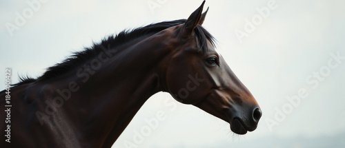 Serene side-profile horse against pale sky