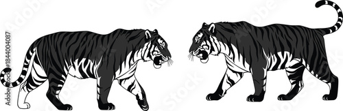 Two fierce Bengal Tigers facing each other, detailed black and white illustration of two majestic wild cats, stylized vector image with aggressive stance and stripes.