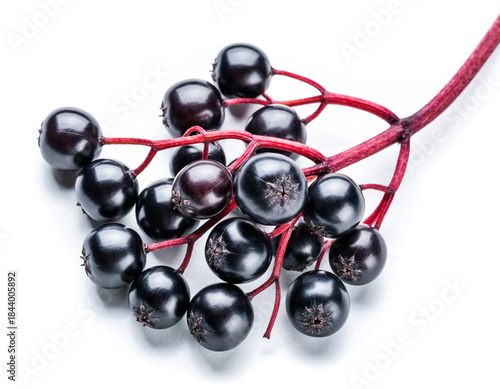 Elderberry in isolated white background
