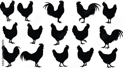 Chicken and rooster silhouette set collection, farm poultry animal icons, black vector illustrations isolated on white background