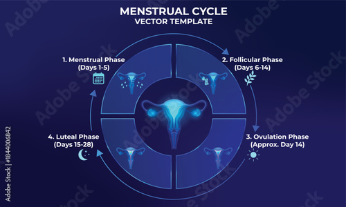 The x-ray phase of the menstrual cycle female reproductive system vector illustration. Glowing, blue, futuristic concept of the anatomy of the woman human