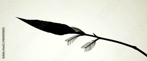 Dark silhouette of a single leaf, intricate detail, against a light background,   shadow,   abstract