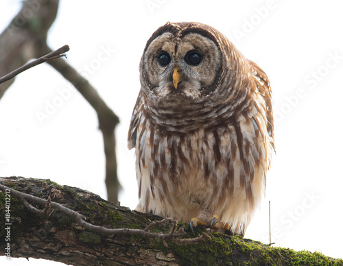 Barred Owl Perched