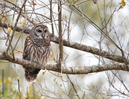 Barred Owl Perched