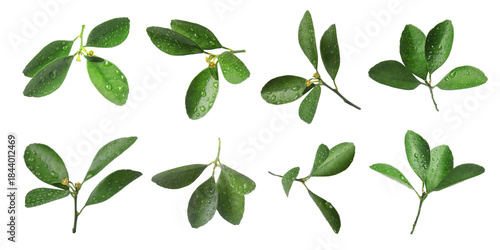 Citrus plant. Set of green leaves isolated on white